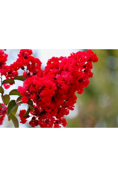 Лагерстремія індійська Петіт Ред